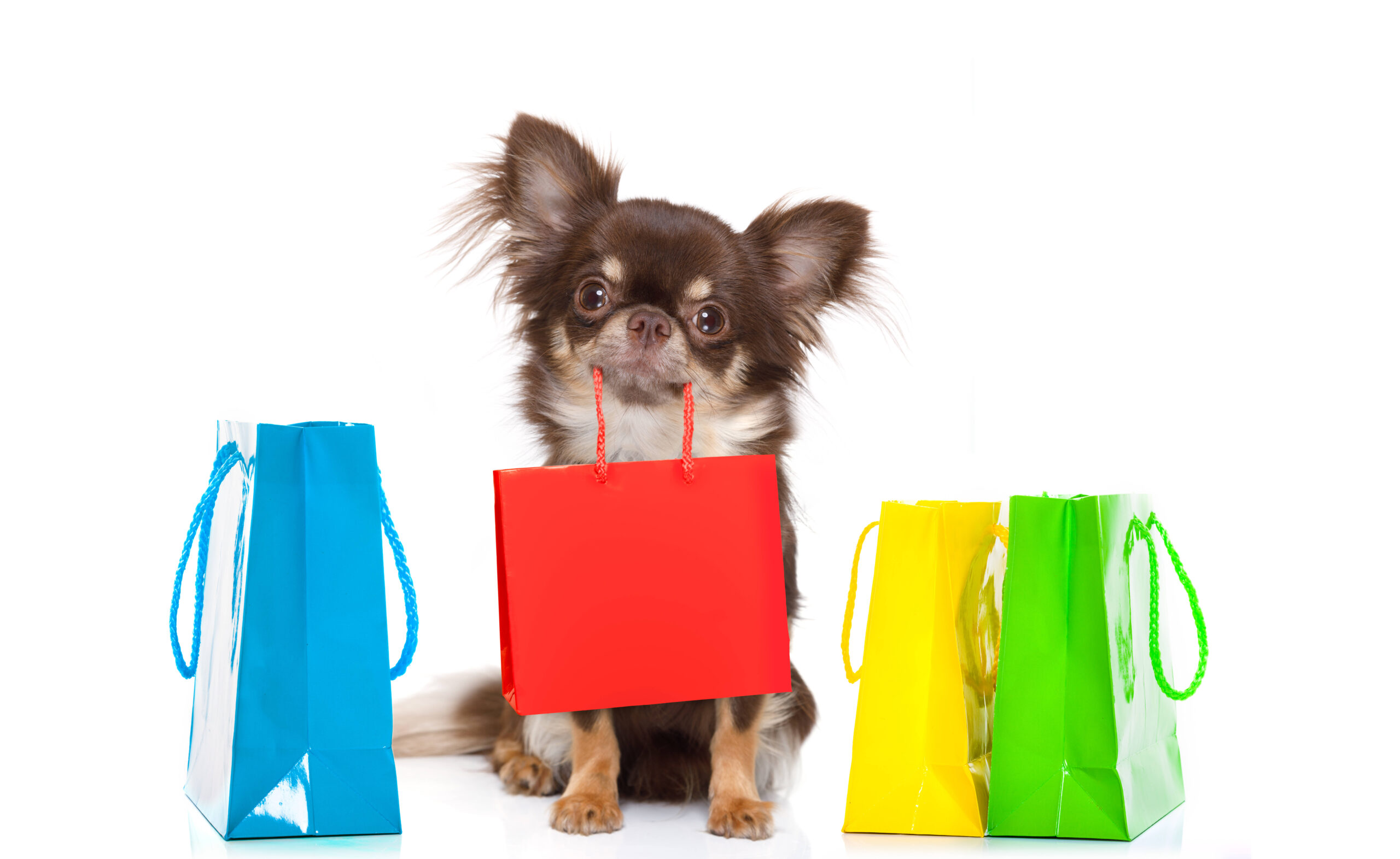 chihuahua dog holding a shopping bag ready for discount and sale at the  mall, isolated on white background